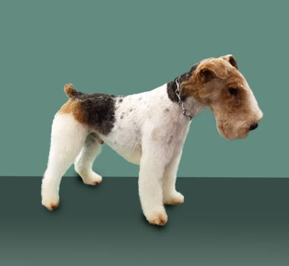 Fox-terrier à poil dur